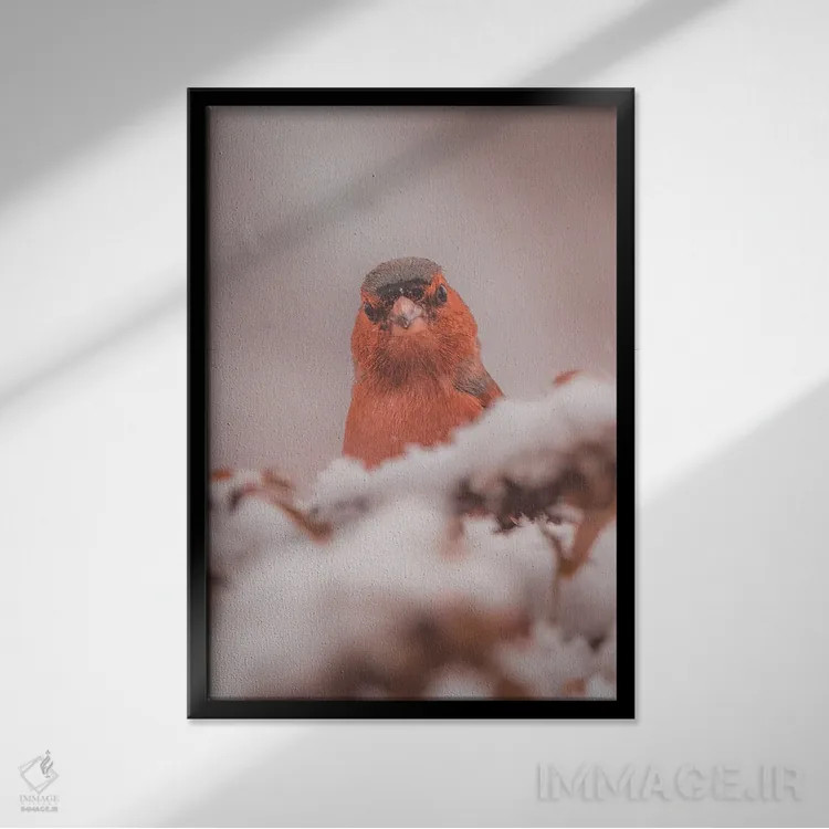 تابلو دکوراتیو پرتره فنچ در برف اثر جفرسون کاستلاری - نمای قابدار مشکی