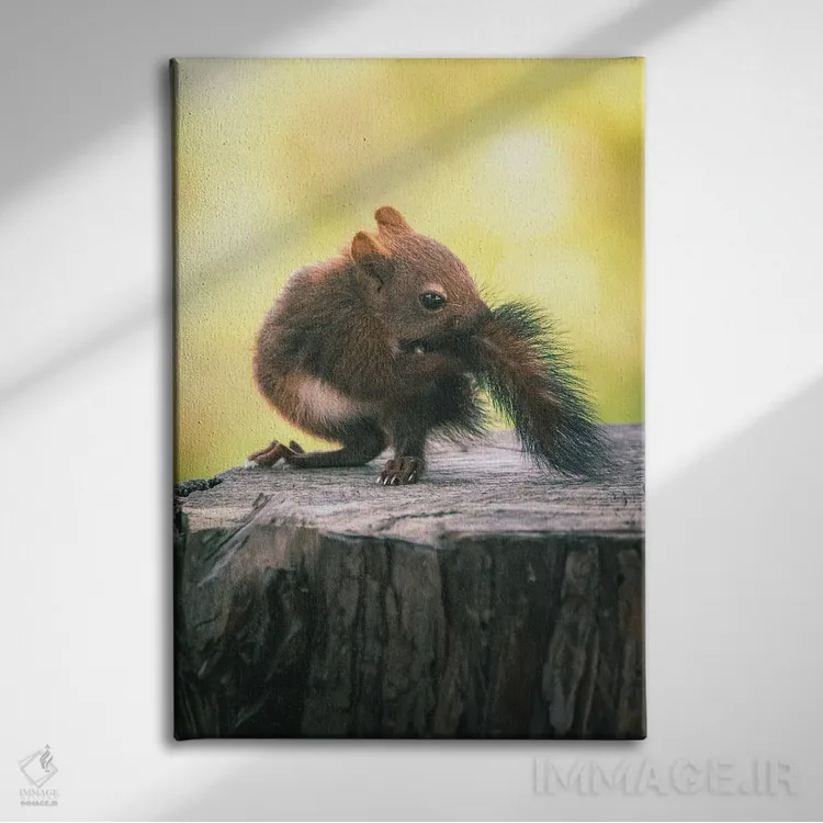 تابلو دکوراتیو بچه سنجاب در حال گاز گرفتن دم خود اثر جفرسون کاستلاری - نمای روبهرو روی دیوار