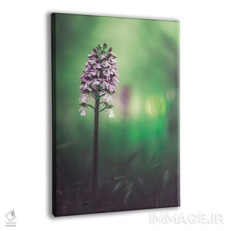 تابلو دکوراتیو ارکیده وحشی اثر جفرسون کاستلاری - نمای پرسپکتیو محصول