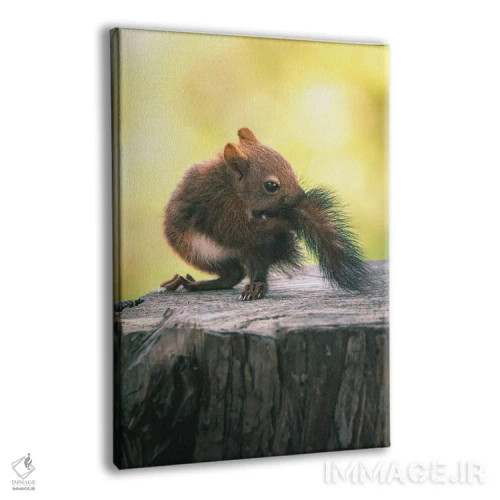 تابلو دکوراتیو بچه سنجاب در حال گاز گرفتن دم خود اثر جفرسون کاستلاری - نمای پرسپکتیو محصول