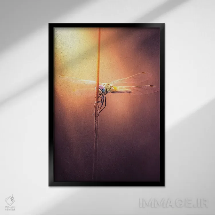 تابلو دکوراتیو سنـجاقک در غروب اثر جفرسون کاستلاری - نمای قابدار مشکی