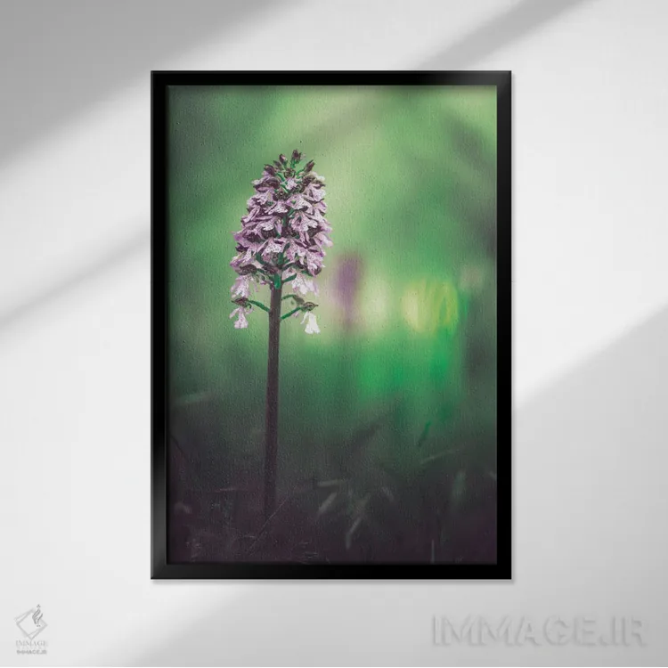 تابلو دکوراتیو ارکیده وحشی اثر جفرسون کاستلاری - نمای قابدار مشکی