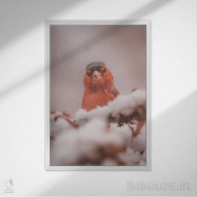 تابلو دکوراتیو پرتره فنچ در برف اثر جفرسون کاستلاری - نمای قابدار سفید