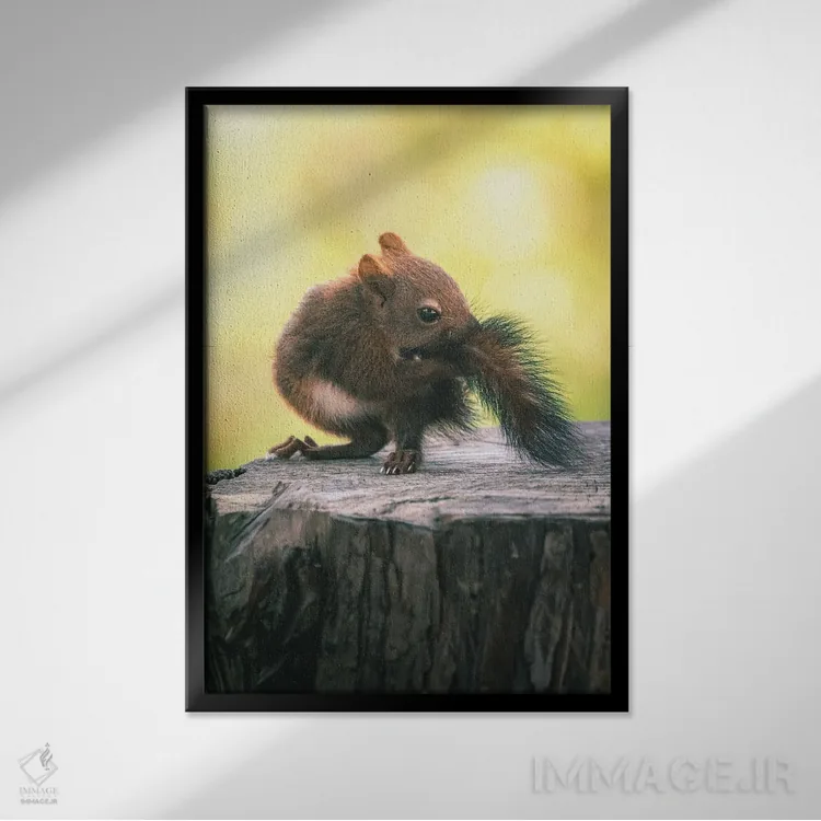 تابلو دکوراتیو بچه سنجاب در حال گاز گرفتن دم خود اثر جفرسون کاستلاری - نمای قابدار مشکی