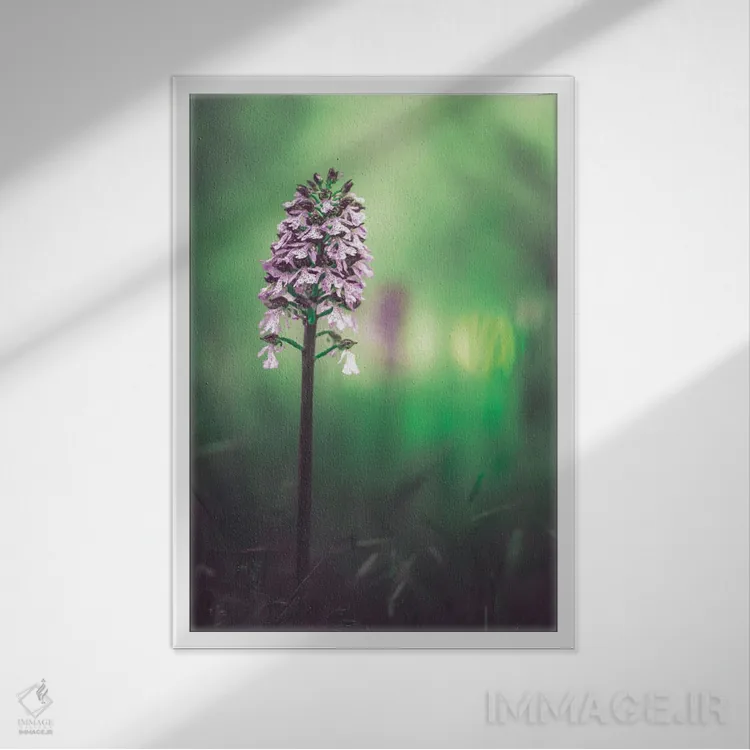 تابلو دکوراتیو ارکیده وحشی اثر جفرسون کاستلاری - نمای قابدار سفید