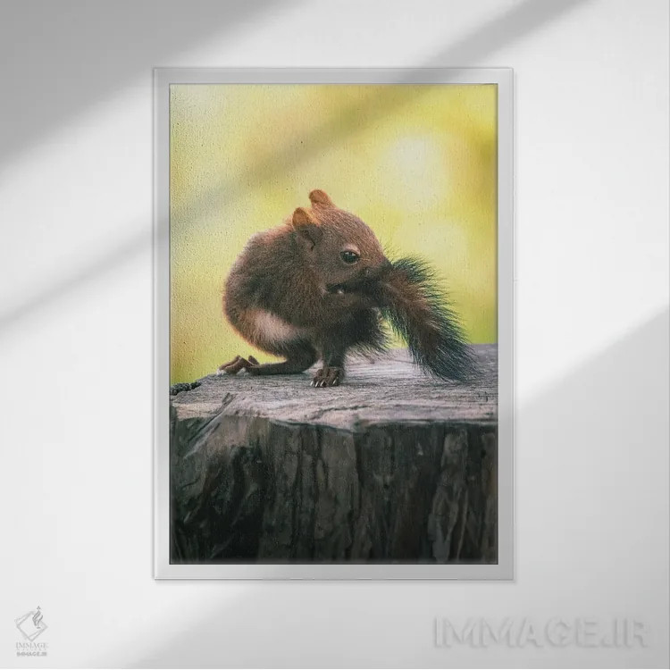 تابلو دکوراتیو بچه سنجاب در حال گاز گرفتن دم خود اثر جفرسون کاستلاری - نمای قابدار سفید