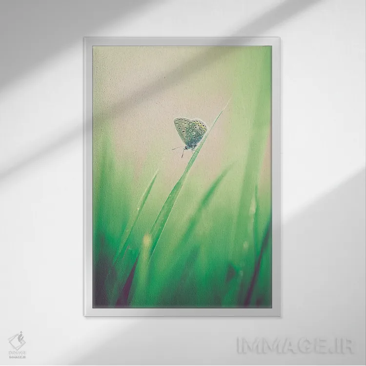 تابلو دکوراتیو پروانه کوچک در علفزار اثر جفرسون کاستلاری - نمای قابدار سفید