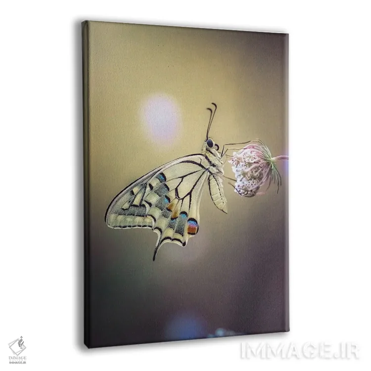 تابلو دکوراتیو عکس نمای نزدیک پروانه ماکاون اثر جفرسون کاستلاری - نمای پرسپکتیو محصول