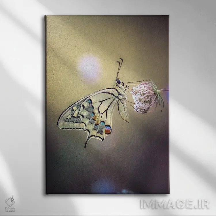 تابلو دکوراتیو عکس نمای نزدیک پروانه ماکاون اثر جفرسون کاستلاری - نمای روبهرو روی دیوار