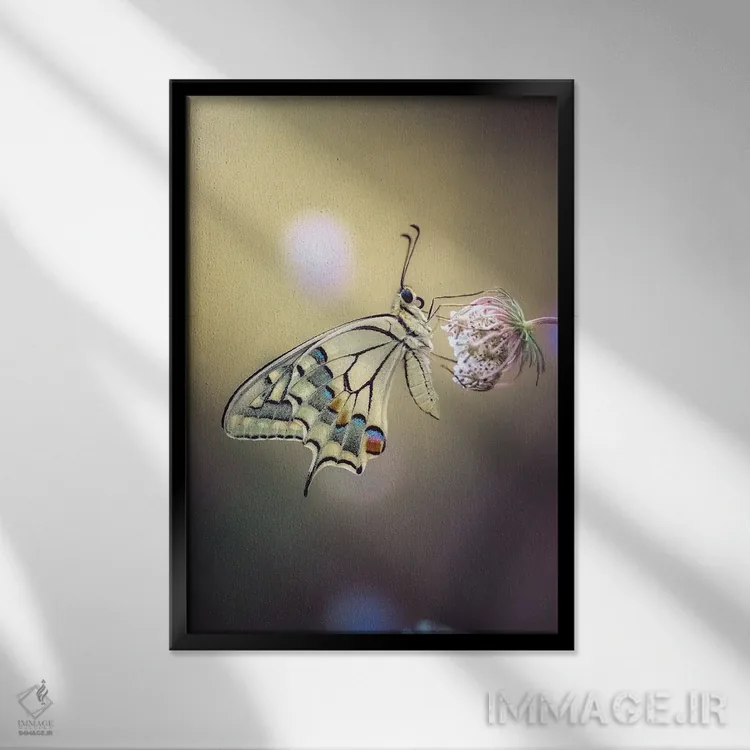 تابلو دکوراتیو عکس نمای نزدیک پروانه ماکاون اثر جفرسون کاستلاری - نمای قابدار مشکی