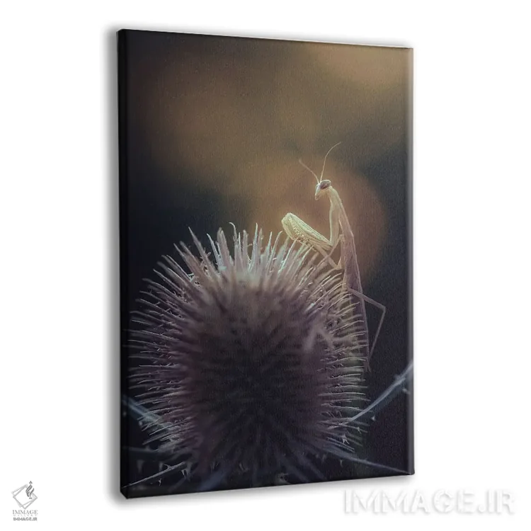 تابلو دکوراتیو آخوندک روی خارخشک خاردار اثر جفرسون کاستلاری - نمای پرسپکتیو محصول