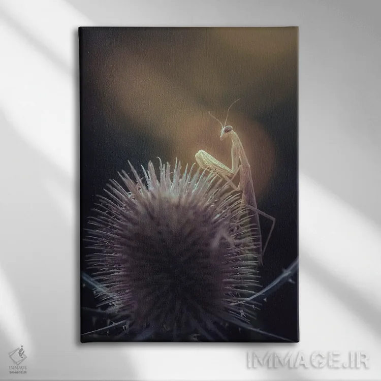 تابلو دکوراتیو آخوندک روی خارخشک خاردار اثر جفرسون کاستلاری - نمای روبهرو روی دیوار