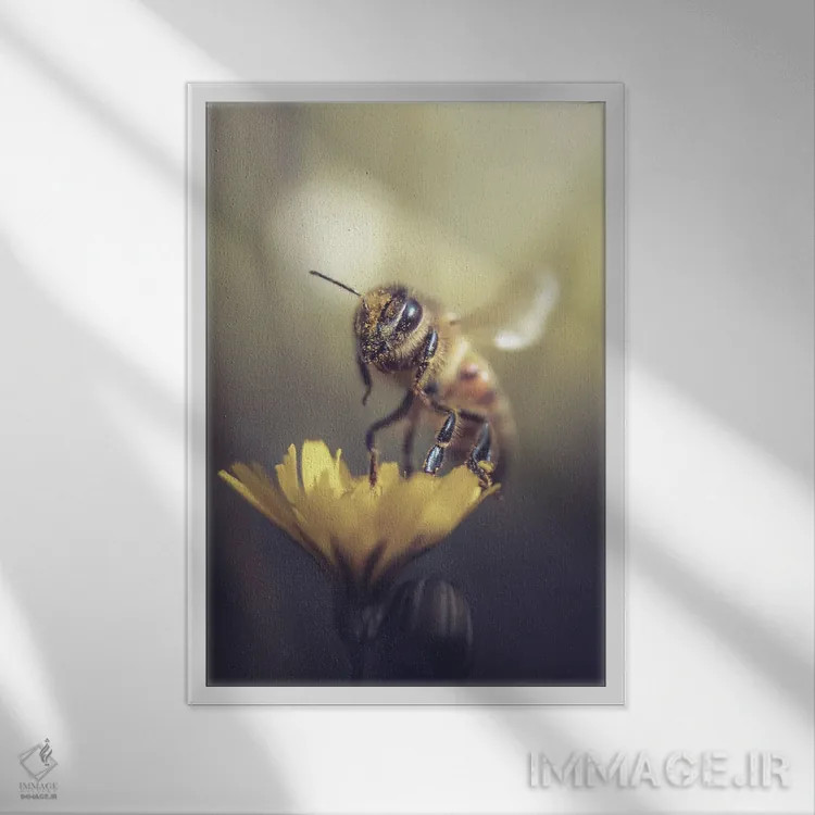 تابلو دکوراتیو زنبور روی گل وحشی کوچک اثر جفرسون کاستلاری - نمای قابدار سفید