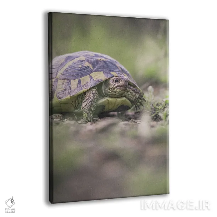 تابلو دکوراتیو پرتره نمای نزدیک لاک پشت اثر جفرسون کاستلاری - نمای پرسپکتیو محصول