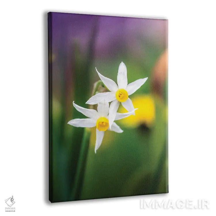 تابلو دکوراتیو نرگس های سفید روی پس زمینه رنگارنگ اثر جفرسون کاستلاری - نمای پرسپکتیو محصول