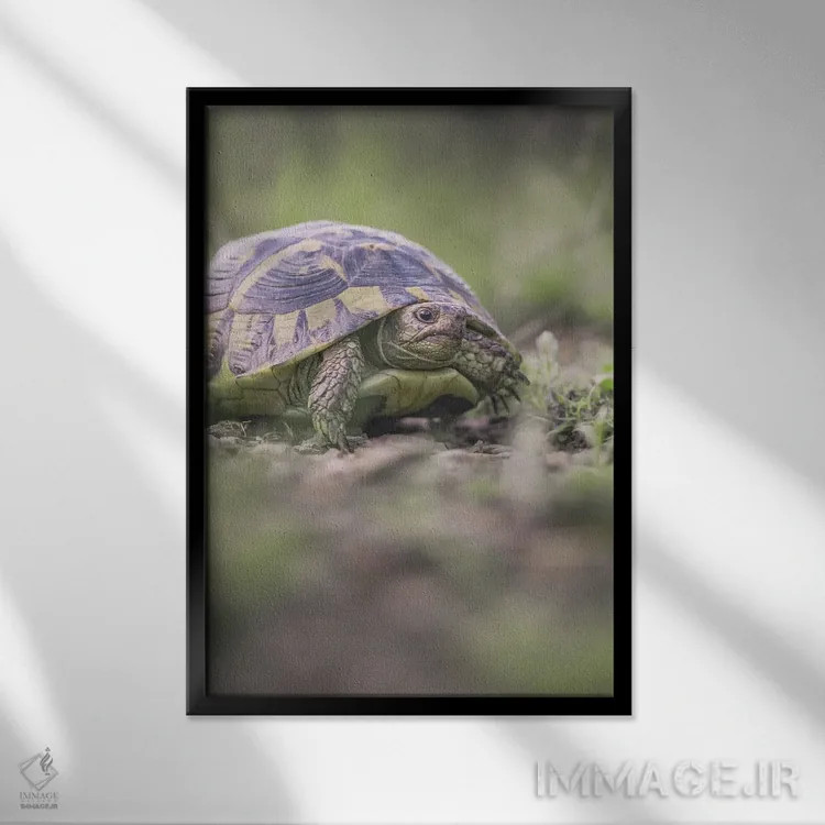 تابلو دکوراتیو پرتره نمای نزدیک لاک پشت اثر جفرسون کاستلاری - نمای قابدار مشکی