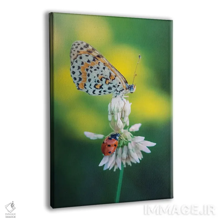 تابلو دکوراتیو پروانه و کفشدوزک روی گل چمنی اثر جفرسون کاستلاری - نمای پرسپکتیو محصول