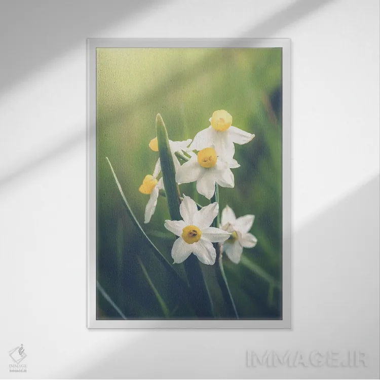 تابلو دکوراتیو دسته ای از نرگس های وحشی اثر جفرسون کاستلاری - نمای قابدار سفید