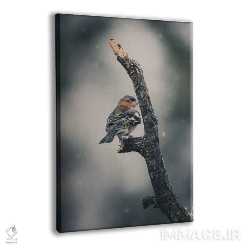 تابلو دکوراتیو فنچ از پشت زیر برف اثر جفرسون کاستلاری - نمای پرسپکتیو محصول