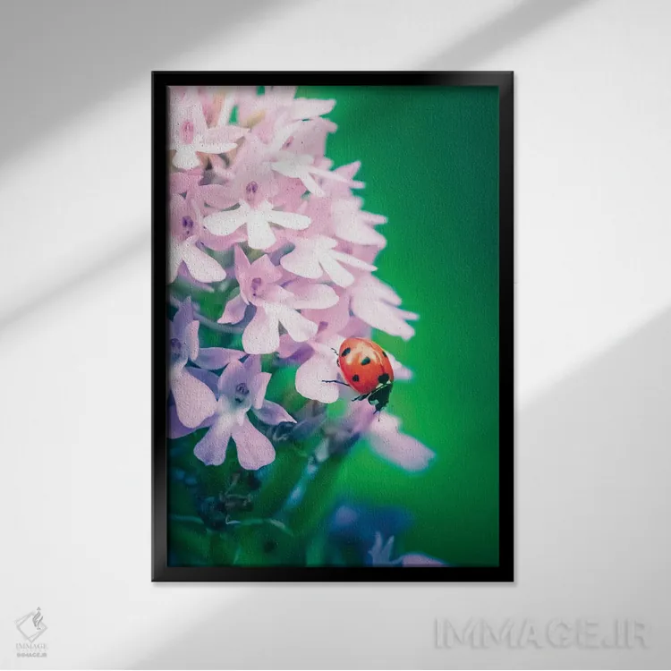 تابلو دکوراتیو کفشدوزک قرمز روی ارکیده وحشی اثر جفرسون کاستلاری - نمای قابدار مشکی