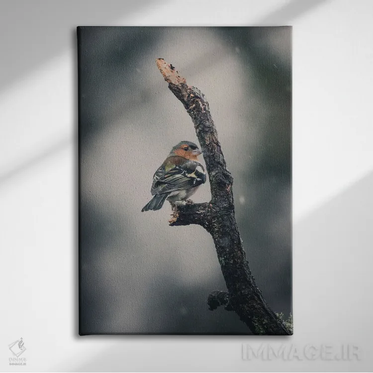 تابلو دکوراتیو فنچ از پشت زیر برف اثر جفرسون کاستلاری - نمای روبهرو روی دیوار