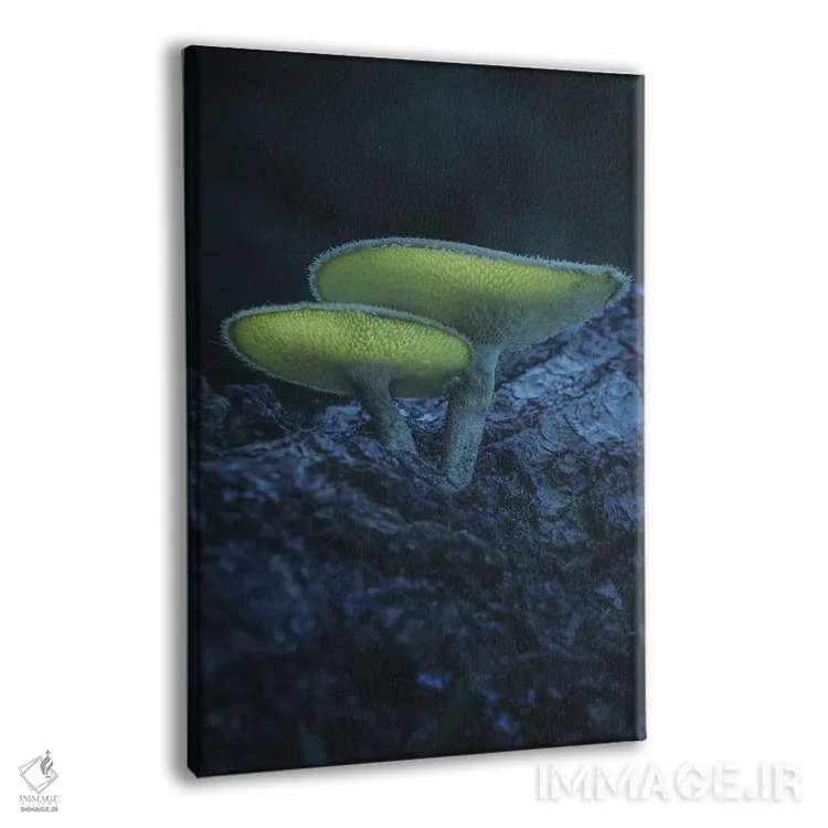 تابلو دکوراتیو یک جفت قارچ اثر جفرسون کاستلاری - نمای پرسپکتیو محصول