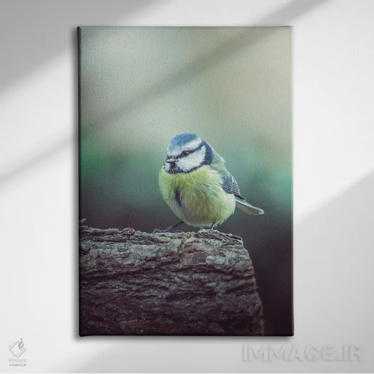 تابلو دکوراتیو دم آبی سرد در شاخه اثر جفرسون کاستلاری - نمای روبهرو روی دیوار