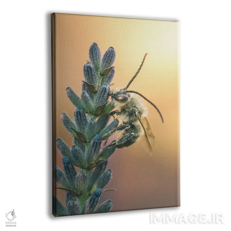 تابلو دکوراتیو زنبور وحشی روی گل های اسطوخودوس اثر جفرسون کاستلاری - نمای پرسپکتیو محصول