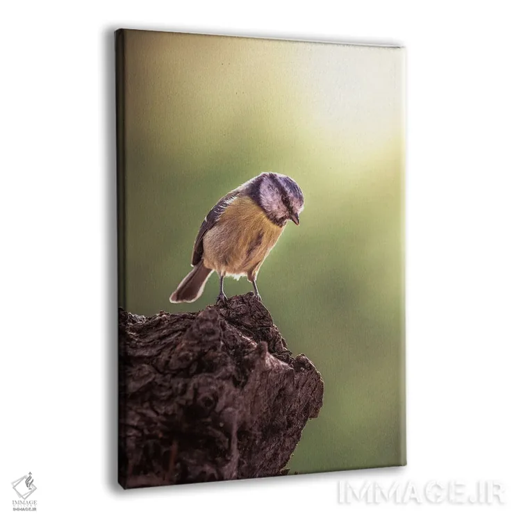 تابلو دکوراتیو دم آبی رو به پایین نگاه می کند اثر جفرسون کاستلاری - نمای پرسپکتیو محصول