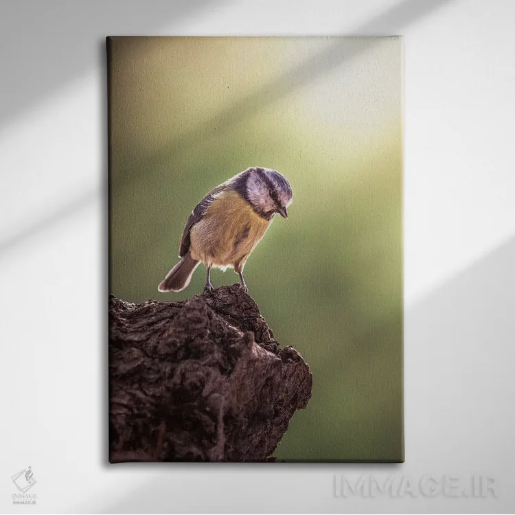 تابلو دکوراتیو دم آبی رو به پایین نگاه می کند اثر جفرسون کاستلاری - نمای روبهرو روی دیوار