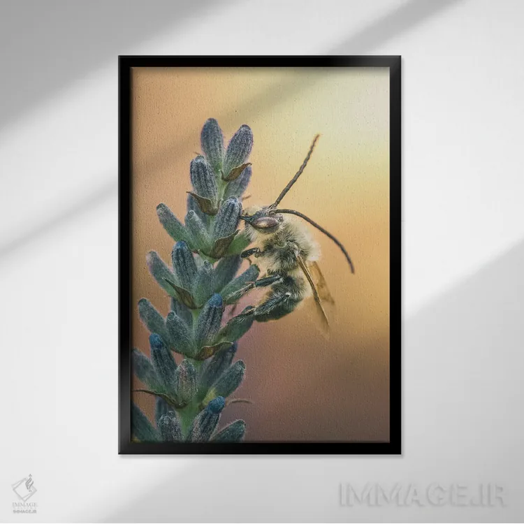 تابلو دکوراتیو زنبور وحشی روی گل های اسطوخودوس اثر جفرسون کاستلاری - نمای قابدار مشکی