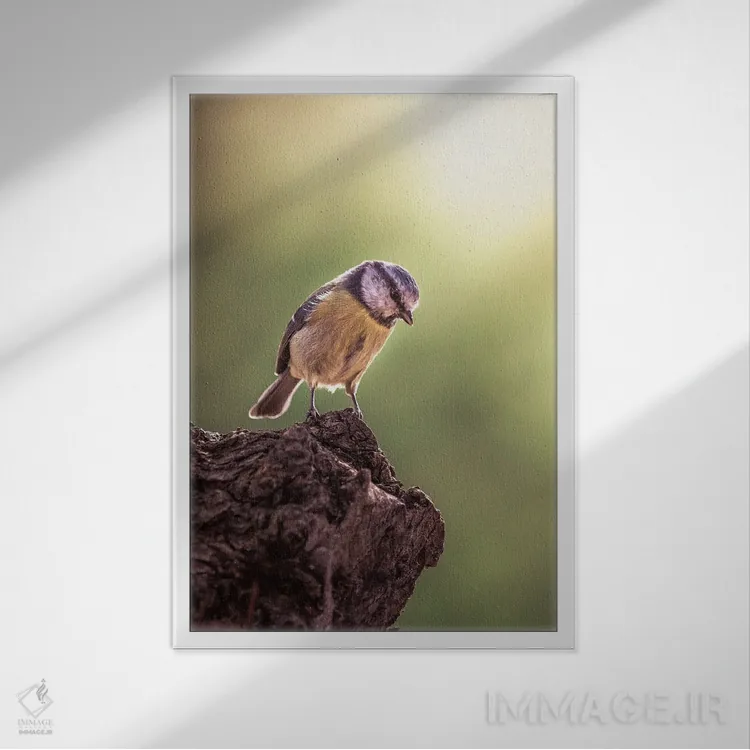 تابلو دکوراتیو دم آبی رو به پایین نگاه می کند اثر جفرسون کاستلاری - نمای قابدار سفید