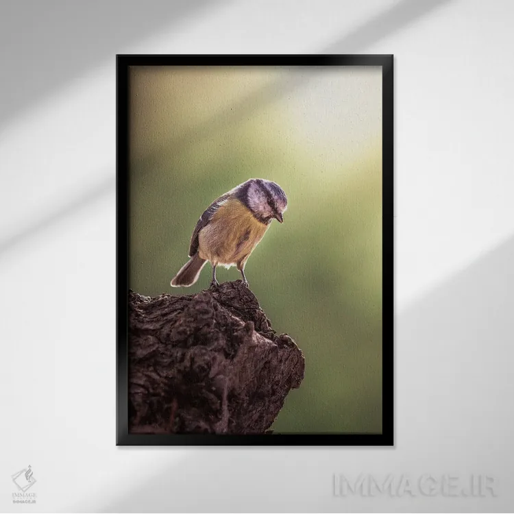 تابلو دکوراتیو دم آبی رو به پایین نگاه می کند اثر جفرسون کاستلاری - نمای قابدار مشکی