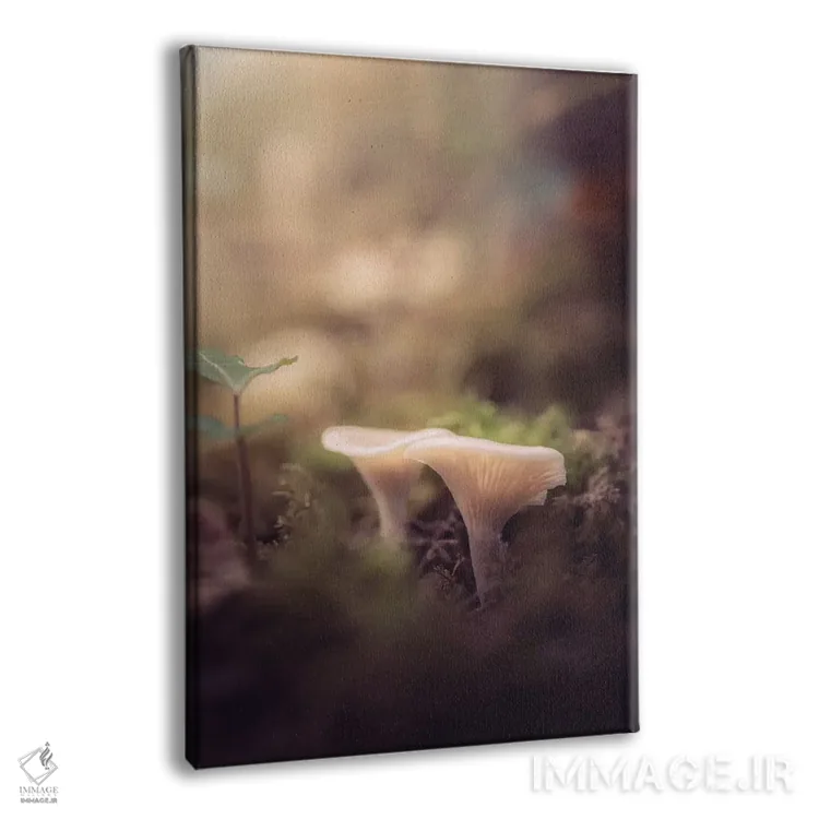 تابلو دکوراتیو قارچ های کوچک در زیرجنگل اثر جفرسون کاستلاری - نمای پرسپکتیو محصول