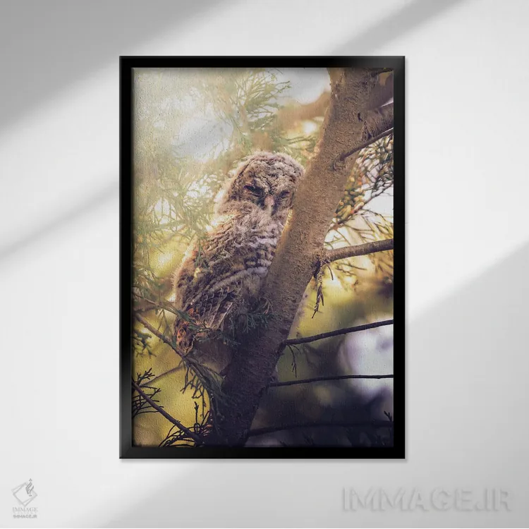 تابلو دکوراتیو جوجه جغد طلایی رنگ میان شاخه های سرو اثر جفرسون کاستلاری - نمای قابدار مشکی