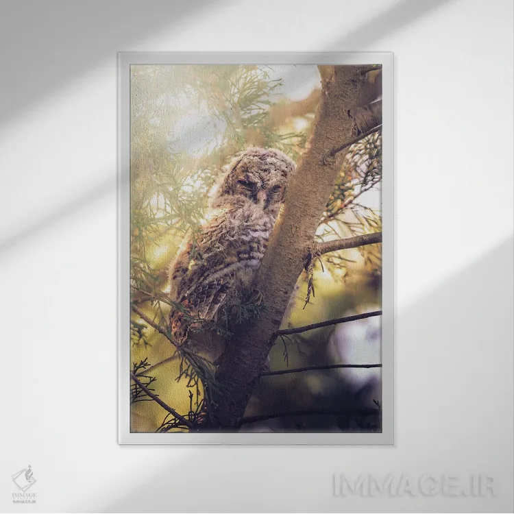 تابلو دکوراتیو جوجه جغد طلایی رنگ میان شاخه های سرو اثر جفرسون کاستلاری - نمای قابدار سفید