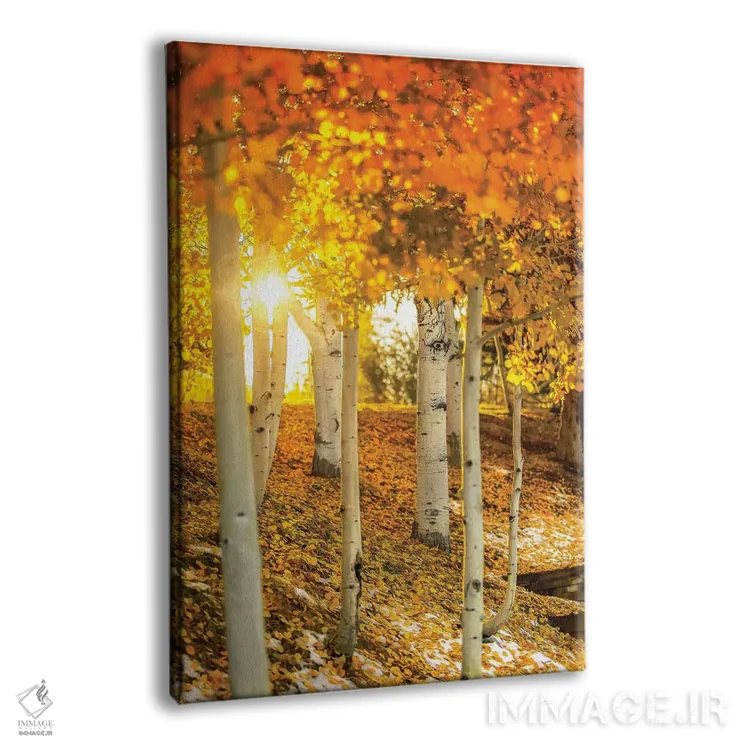 تابلو دکوراتیو پرتوی خورشید میان درختان آسپن اثر عکاسی جاناتان راس - نمای پرسپکتیو محصول