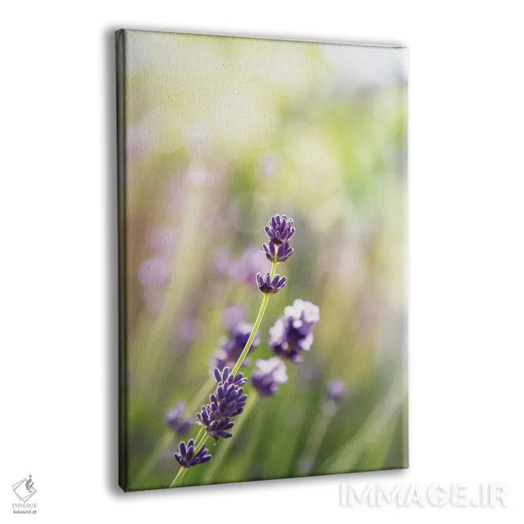 تابلو دکوراتیو یک ساقه اسطوخودوس فرانسوی اثر جین ریکس - نمای پرسپکتیو محصول