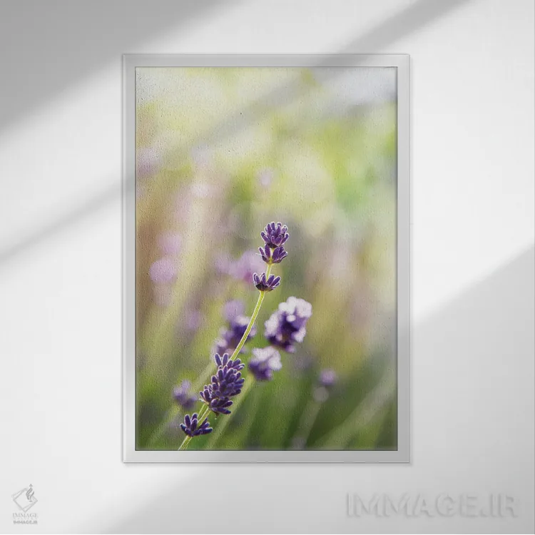 تابلو دکوراتیو یک ساقه اسطوخودوس فرانسوی اثر جین ریکس - نمای قابدار سفید