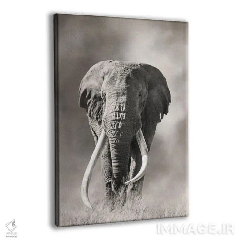 تابلو دکوراتیو فیل نر عظیم با عاج بزرگ از گرد و غبار پارک ملی امبوسلی بیرون م… اثر جین ریکس - نمای پرسپکتیو محصول