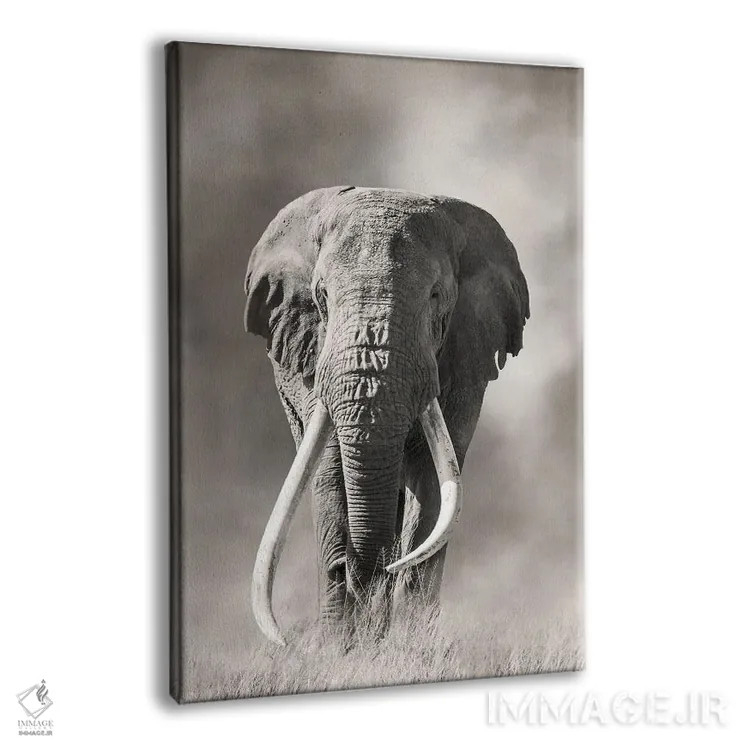 تابلو دکوراتیو فیل نر عظیم با عاج بزرگ از گرد و غبار پارک ملی امبوسلی بیرون م… اثر جین ریکس - نمای پرسپکتیو محصول
