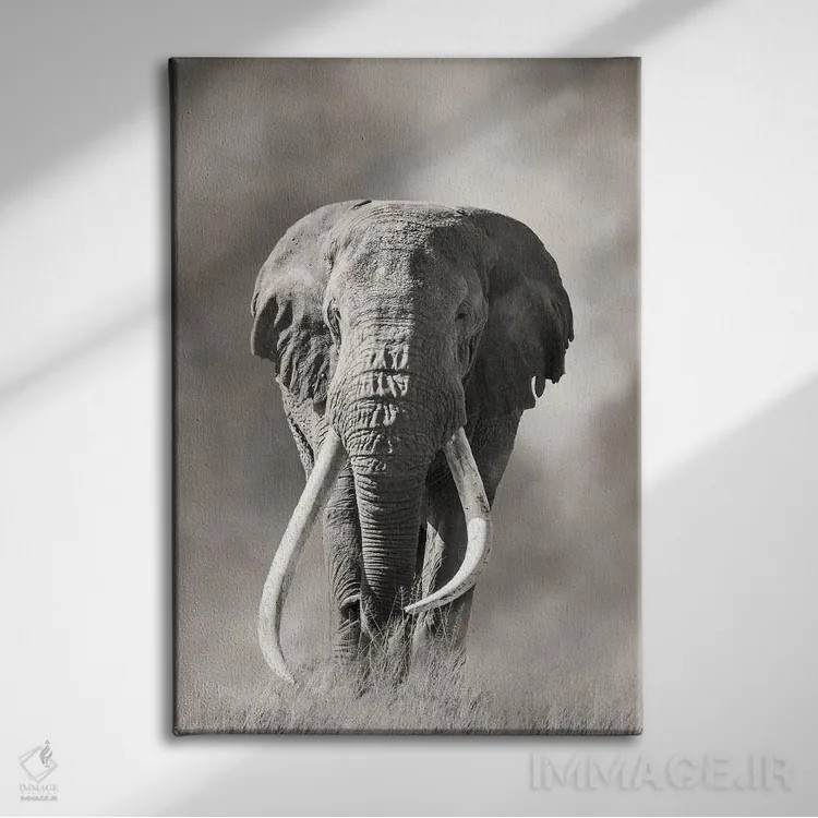 تابلو دکوراتیو فیل نر عظیم با عاج بزرگ از گرد و غبار پارک ملی امبوسلی بیرون م… اثر جین ریکس - نمای روبهرو روی دیوار