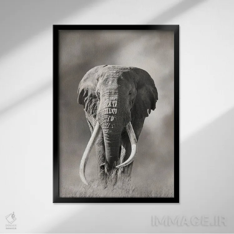 تابلو دکوراتیو فیل نر عظیم با عاج بزرگ از گرد و غبار پارک ملی امبوسلی بیرون م… اثر جین ریکس - نمای قابدار مشکی