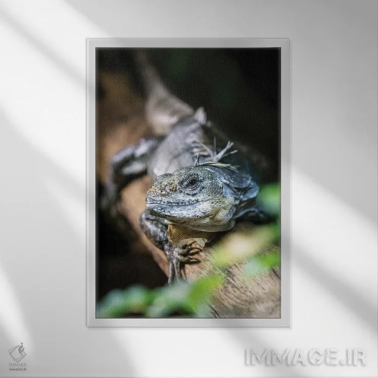 تابلو دکوراتیو ایگوانای دمدار اتولا اثر جین ریکس - نمای قابدار سفید