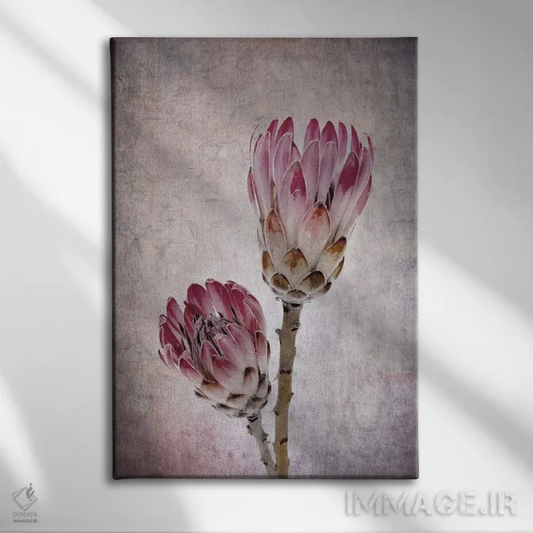 تابلو دکوراتیو گل های پروتئا به رنگ صورتی اثر جین ریکس - نمای روبهرو روی دیوار