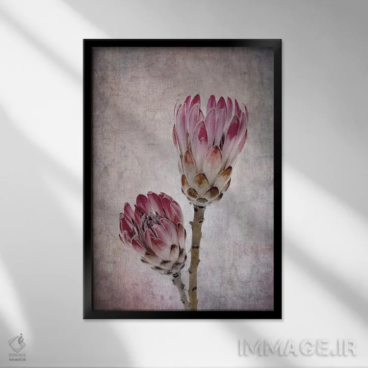 تابلو دکوراتیو گل های پروتئا به رنگ صورتی اثر جین ریکس - نمای قابدار مشکی
