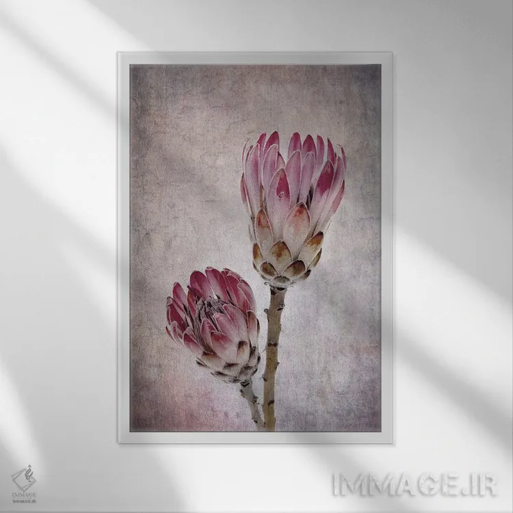 تابلو دکوراتیو گل های پروتئا به رنگ صورتی اثر جین ریکس - نمای قابدار سفید