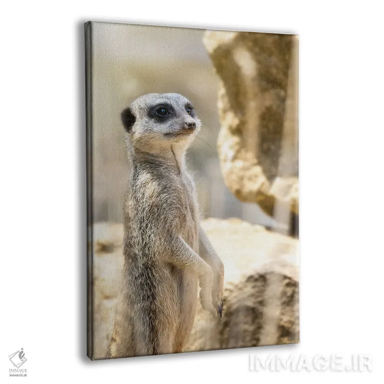 تابلو دکوراتیو نگهبان میرکت در آفتاب اثر جین ریکس - نمای پرسپکتیو محصول