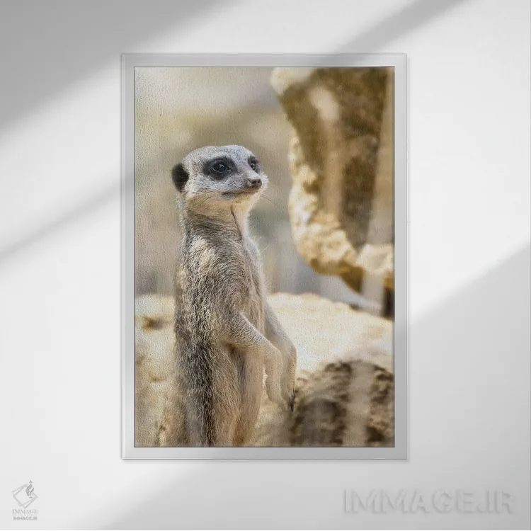 تابلو دکوراتیو نگهبان میرکت در آفتاب اثر جین ریکس - نمای قابدار سفید