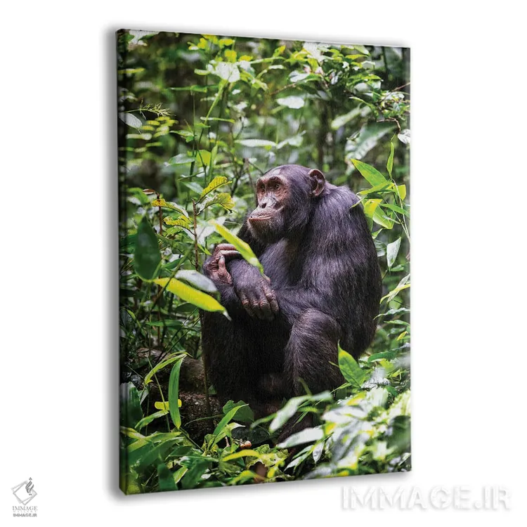 تابلو دکوراتیو Kibale, Uganda,شامپانزه نشسته، کیباله، اوگاندا اثر جین ریکس - نمای پرسپکتیو محصول